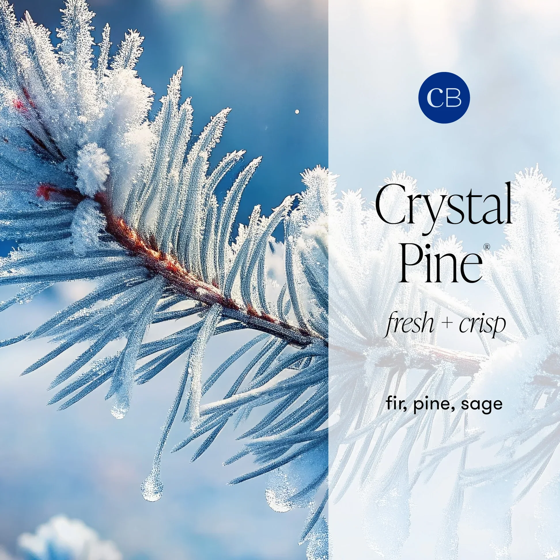 CAPRI BLUE - Crystal Pine Glimmer Hand Wash, 11.8 oz - Image 2
